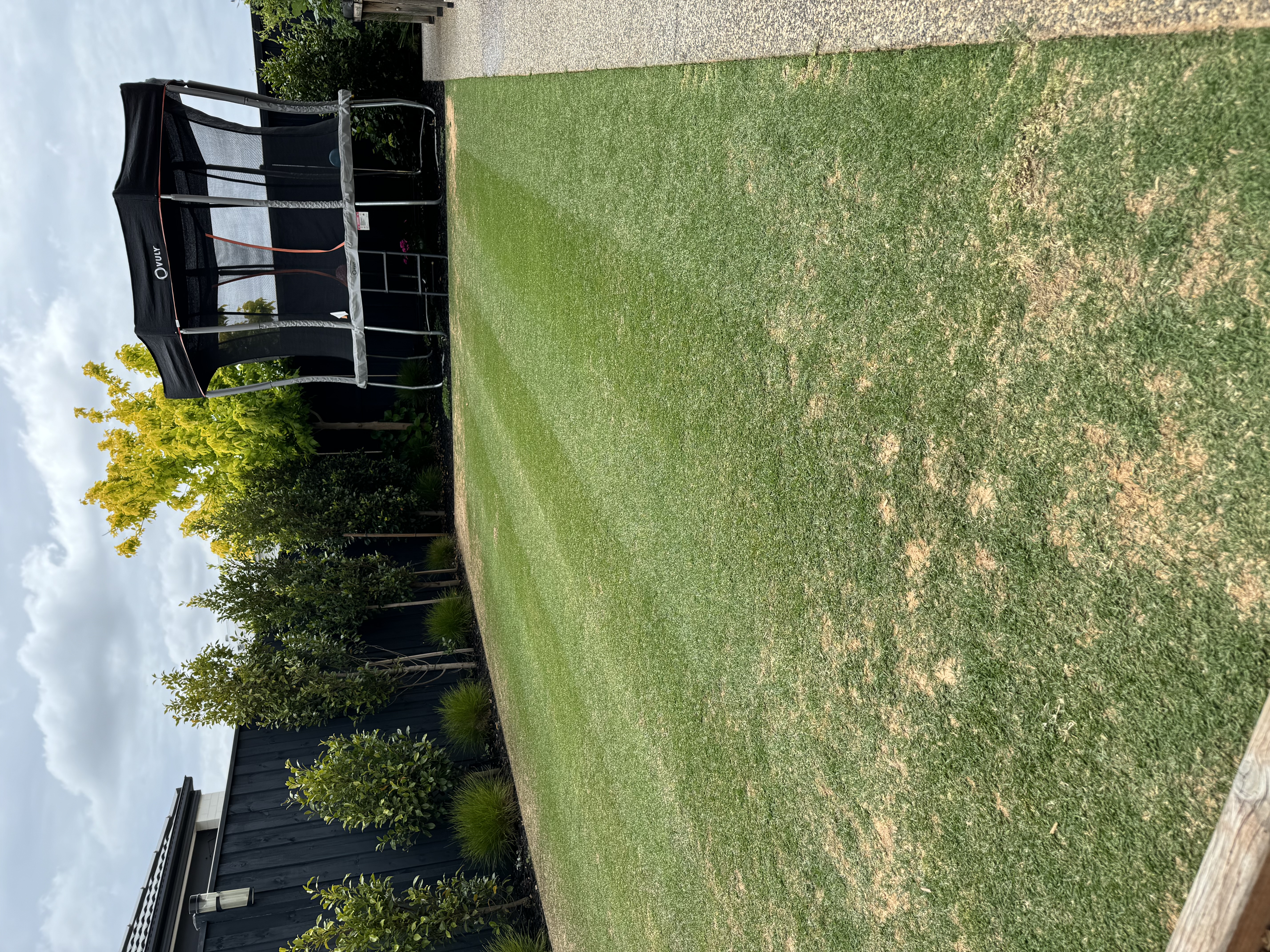 Lawn regrowth after aeration